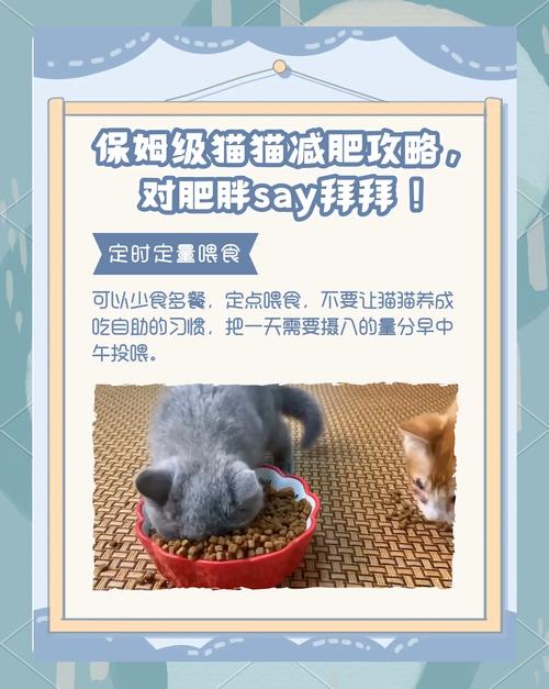新澳2025最新资料大全论坛和肥猫一年多减重16斤与肥猫一年多减重16斤正常吗